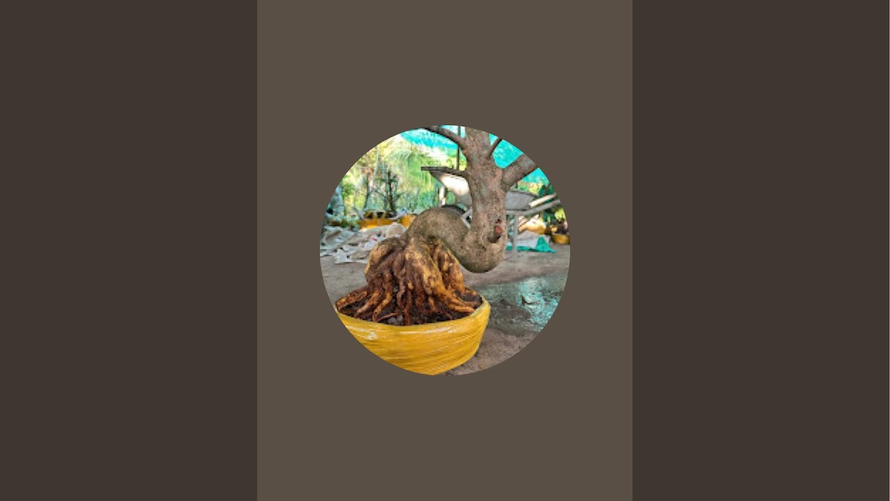 Nguyễn Khen Mai Vàng đang phát trực tiếp!