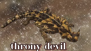 The False Head Trick Thorny Devil Defense Strategies At A Glance