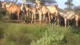 Garloogube oo geelu dhalay iyo gole oo barwaaaqa ku geenayaa