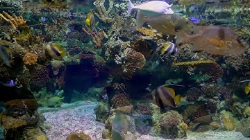 Morse code (cw) training with relaxing