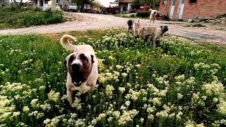 Kangal çiftligimizde yine ortalık karışık