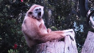 A Gibbon whooping