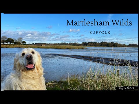 Martlesham Wilds｜Suffolk｜UK｜Virtual Walk｜Dog Walking Route｜4K