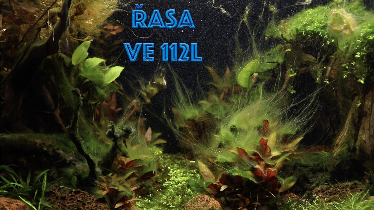 Řasová kalamita ve 112l / KonAkva #112