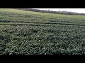 Вирощування озимої пшениці,сезон 2018.Ефект від внесення органічних добрив.Регулятор росту.