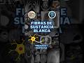 Fibras #anatomy