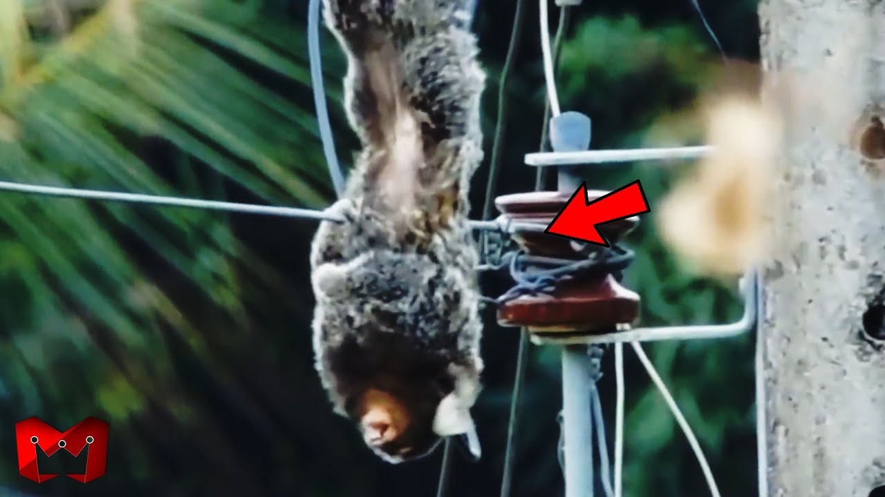 DETIK-DETIK HEWAN TERSENGAT LISTRIK TEGANGAN TINGGI 😬 Hewan Kesetrum Kabel Listrik