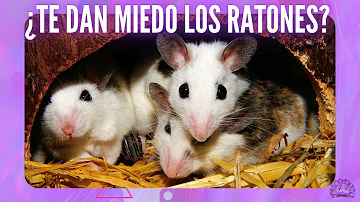 ¿Quién tiene un miedo intenso a las ratas?