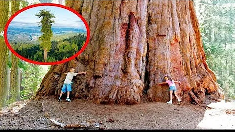 Why the World's Tallest Tree is Kept Hidden