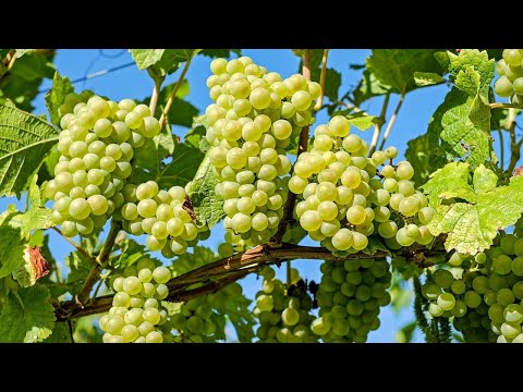 Wideo: Fioletowa winorośl - bezpretensjonalna roślina wieloletnia drugiego planu