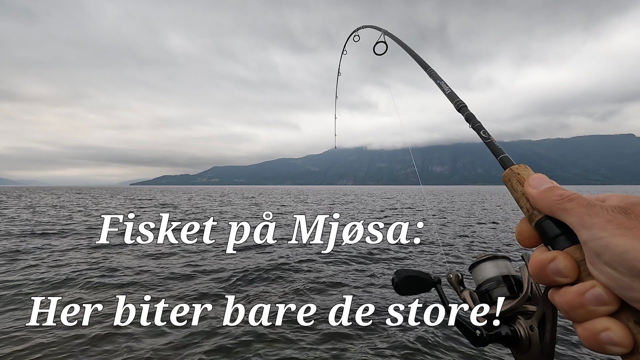 Bare stor fisk! Mjøsa leverer igjen! - YouTube
