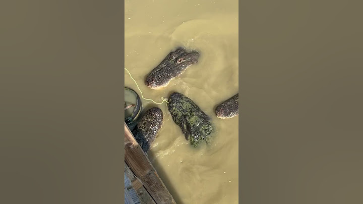 Alimentando a los caimanes