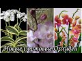 Новые Сортовые Орхидеи | Dtps. Bronze Buddha | Phal. Amabilis (variegata) | Dtps. Liu's Sakura 'KF