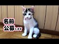 【保護猫】ピンクの子の名前を決めようと思います【子猫】