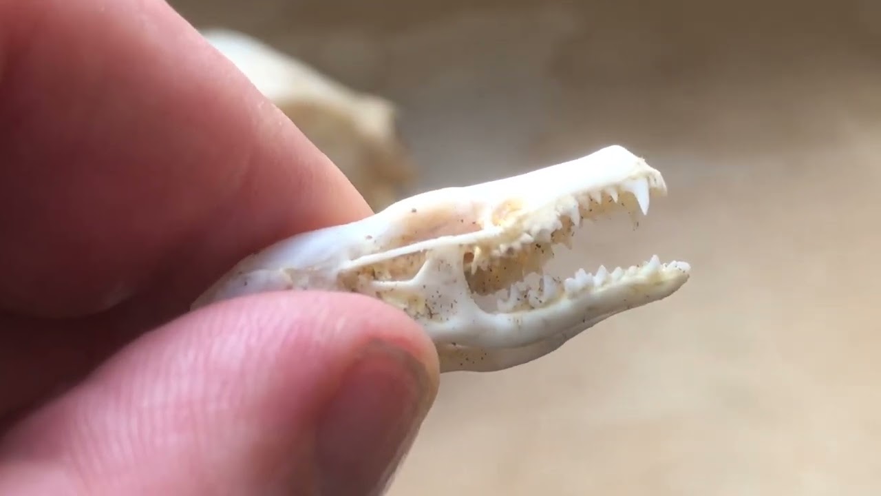 . Schedels, een bijzondere wereld