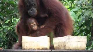 Tanjung Puting 6 Etetés Tejjel