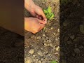 Try this tip for your tomato plant and harvest more fruits #smartfarming #gardeningtips #tomatoes
