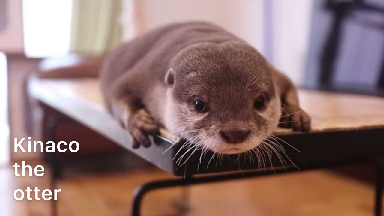 カワウソきなこの可愛すぎる鳴き声　Otter Kinaco's too cute bark