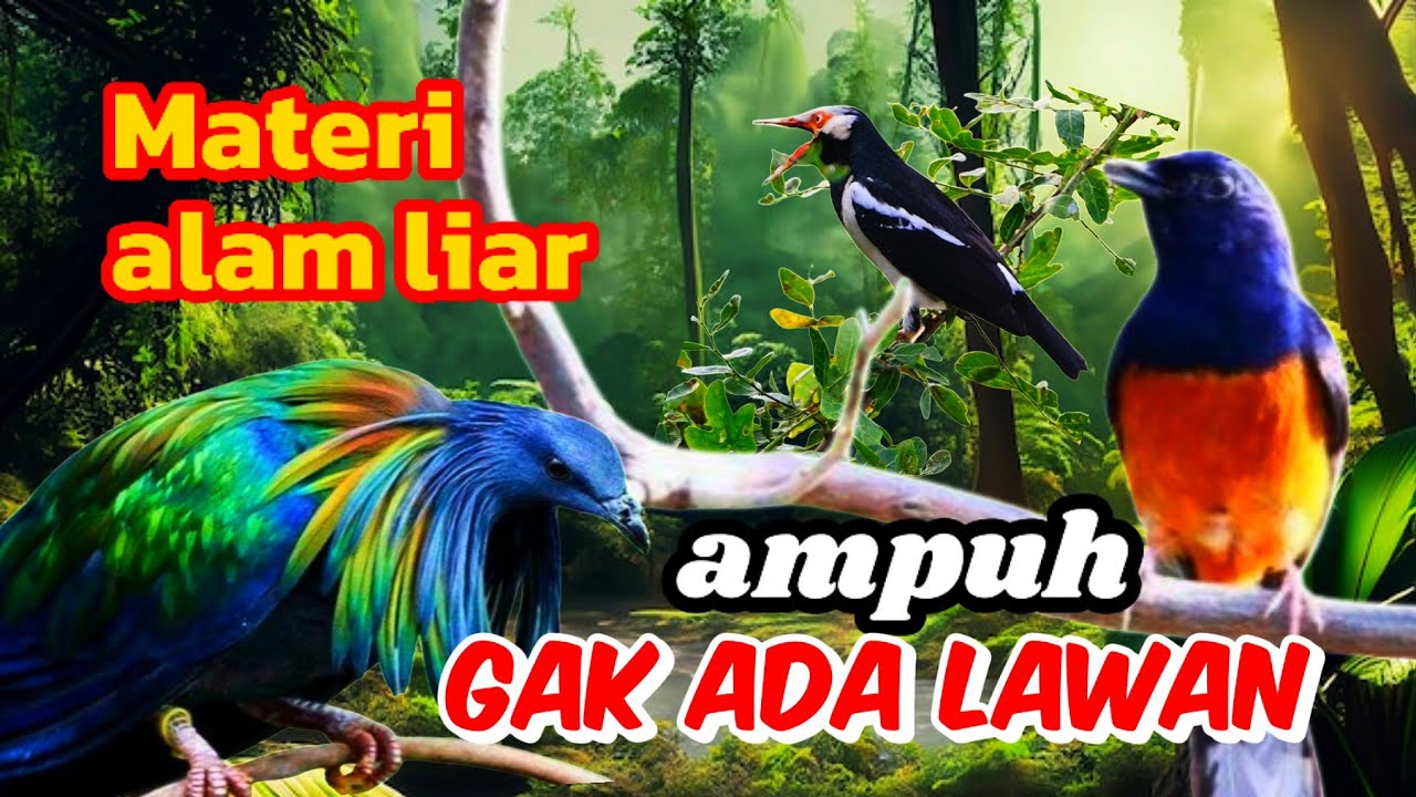 Masteran murai batu Therapy tembakan dahsyat pembangkit emosi lawan gak mau diam