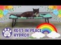 Rest In Peace Hydrox 🐾 🌈  🐾 You Are Missed  🕊️  💐  💕 Saddle Thrombus Cat