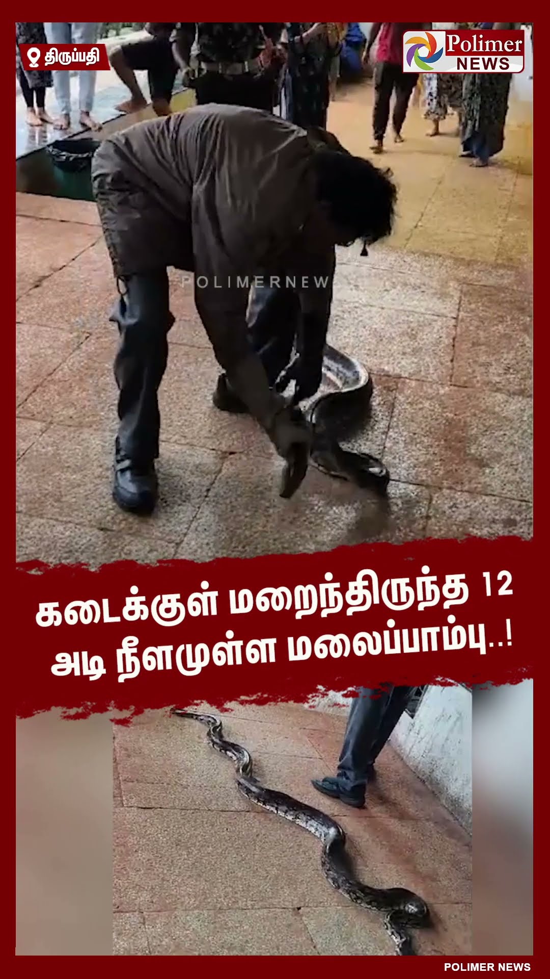 கடைக்குள் மறைந்திருந்த 12 அடி நீளமுள்ள மலைப்பாம்பு..!  #shorts | #snake
