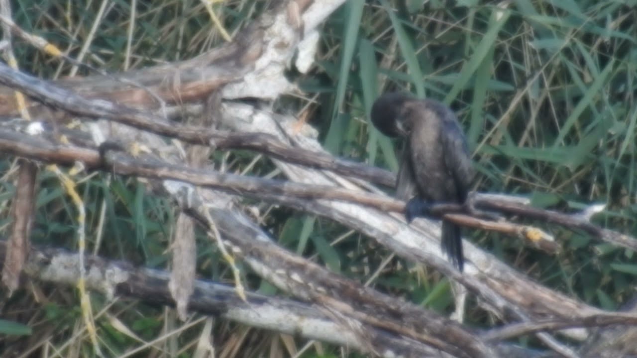 Zwergscharbe in der Rheinaue 2021