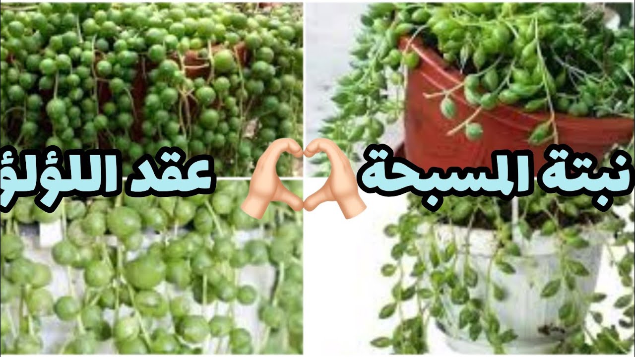 نبتة المسبحة /عقد اللؤلؤ _العناية والاكثار 🌱🌷