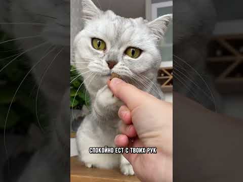 Если котик разрешает тебе делать эти вещи, то ты точно его любимчик #коты #кот #котики