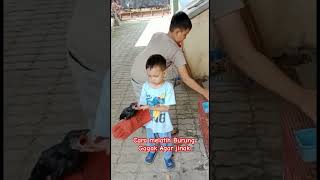 Cara Melatih Gagak Agar Jinak