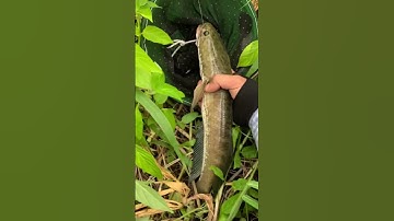 Lure cá lóc , câu cá mùa lũ #shorts #lure #caucaloc