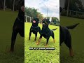 The most dangerous thing about this dog is its heart ❤️ #rottweiler #rottie #rottweilerpuppy #pets