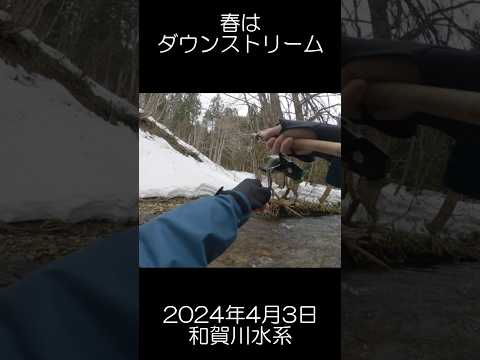 ダウンストリームで狙う春の渓流（2024年4月3日）　 #渓流 #釣り #fishing #渓流ルアー