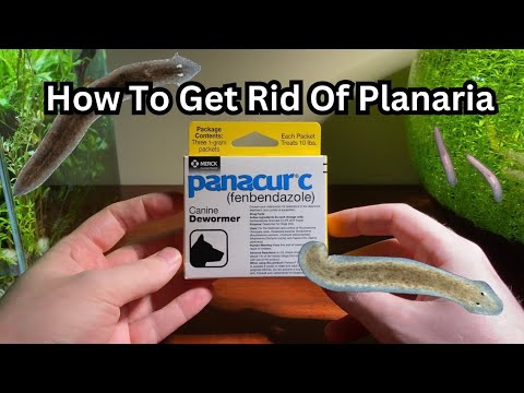 Video: Planaria in the aquarium: how to get rid of? Step-by-step instruction