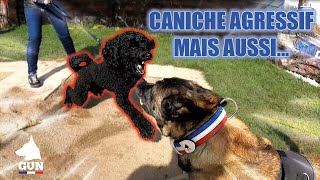 CANICHE AGRESSIF MAIS AUSSI