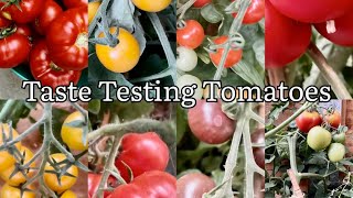 Taste Testing Tomatoes, Harvesting Tomatoes, Vegetable Gardening
