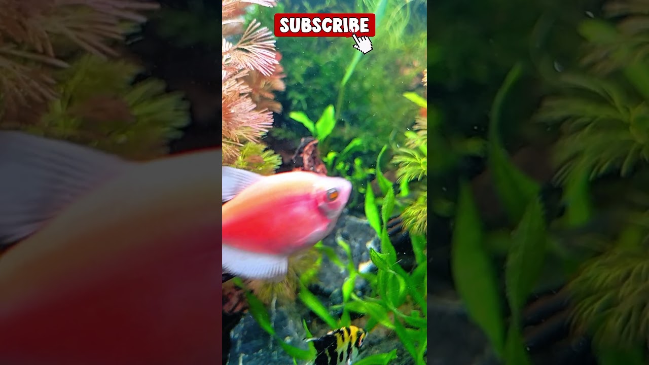 🌿 Nature Style Aquarium Short | Relaxing Fish Tank
