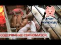 Выбраковка свинки// как спасти маленьких новорожденных поросят// предстарт для поросят