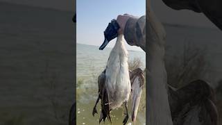 Drake pintail🦆🦆🦆 #duckhunting #shortvideos #hunters #huntinglife #wildlife