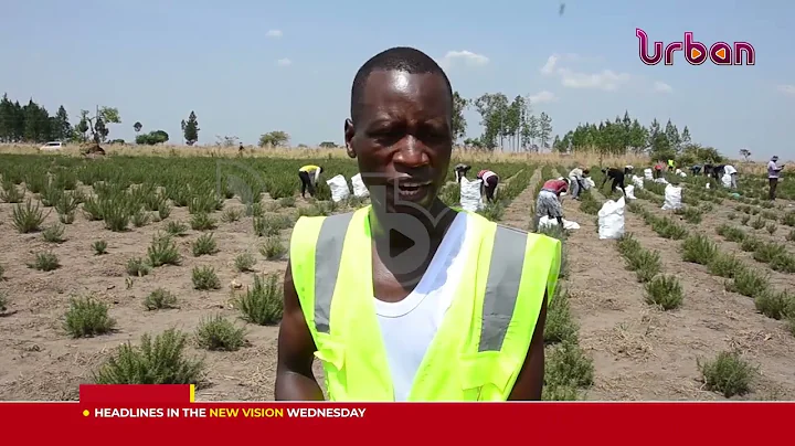 Rosemary farming in northern Uganda
