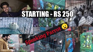 PET SHOP VLOG | BIRDS IN SRINAGAR ❤️ | KASHMIR screenshot 4