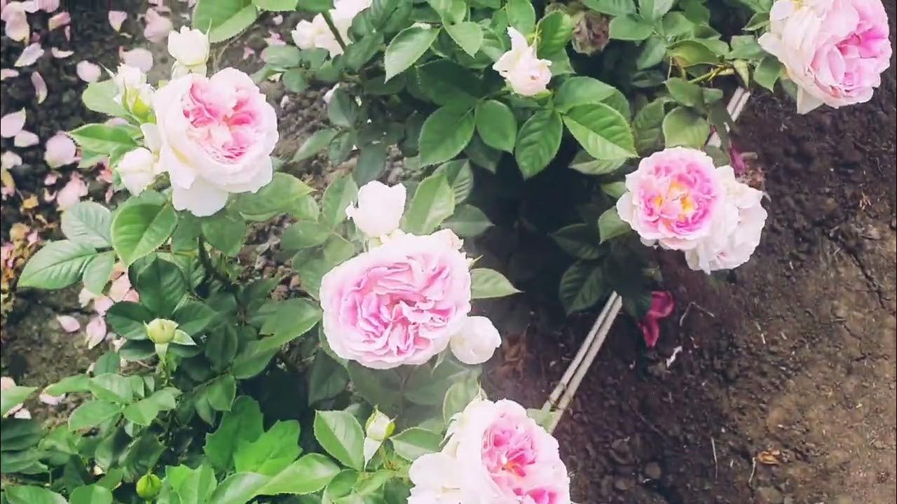 Чайно-гибридная роза Гуэрнси Guernsey - YouTube