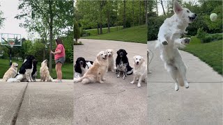 How I Get My 5 Dogs To Take A Picture by Charlie The Golden 18 9,651 views 2 days ago 3 minutes, 3 seconds