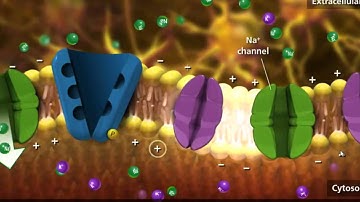 Nerve Impulse Molecular Mechanism [3D Animation]