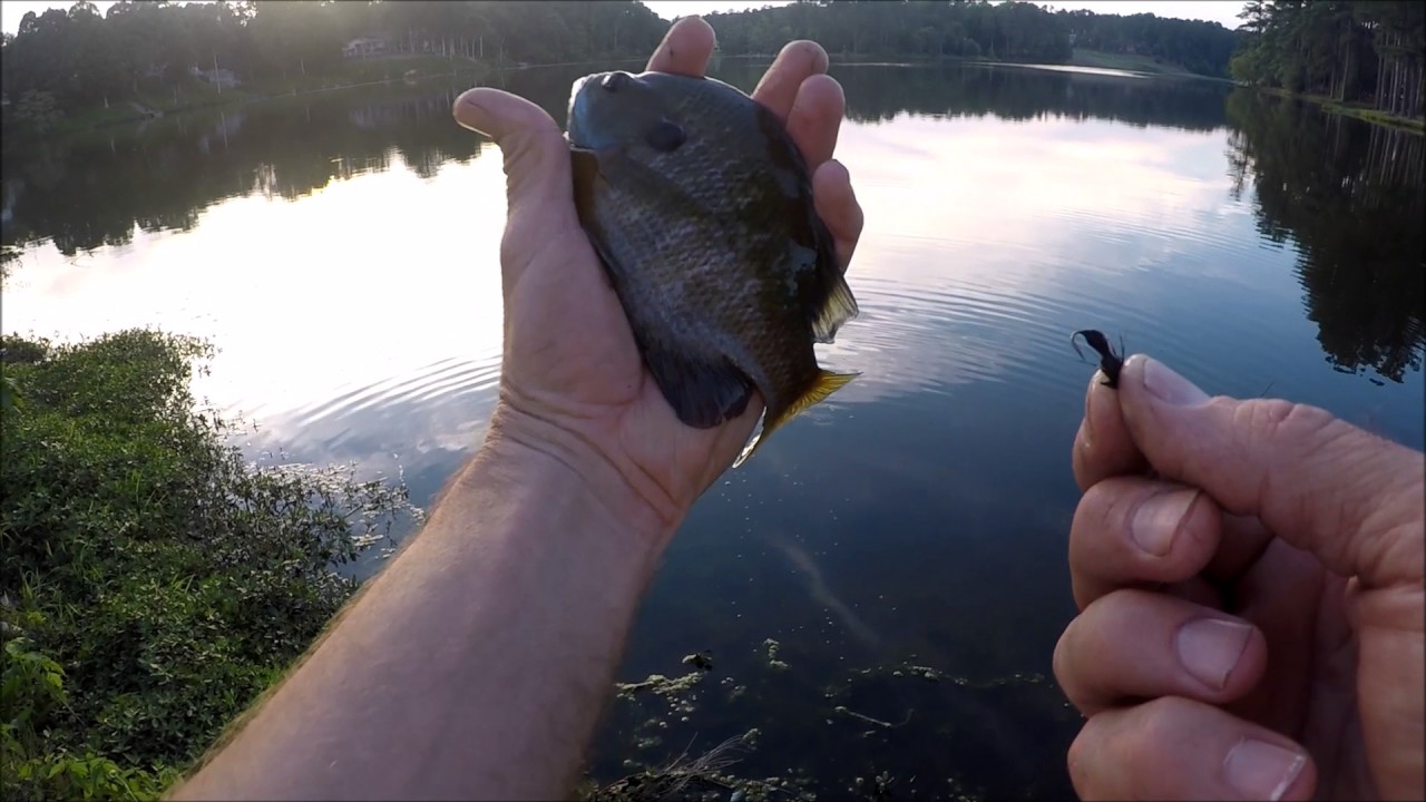 Fishing with Live Crickets for Bluegill, Panfish, Bream- How to Hook 