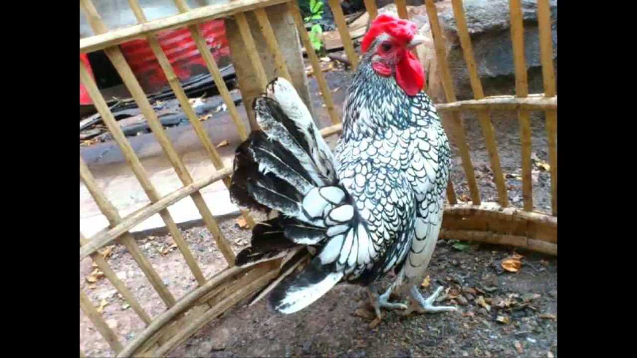 ayam hias batik italy 