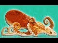 Amazing Facts About Octopuses