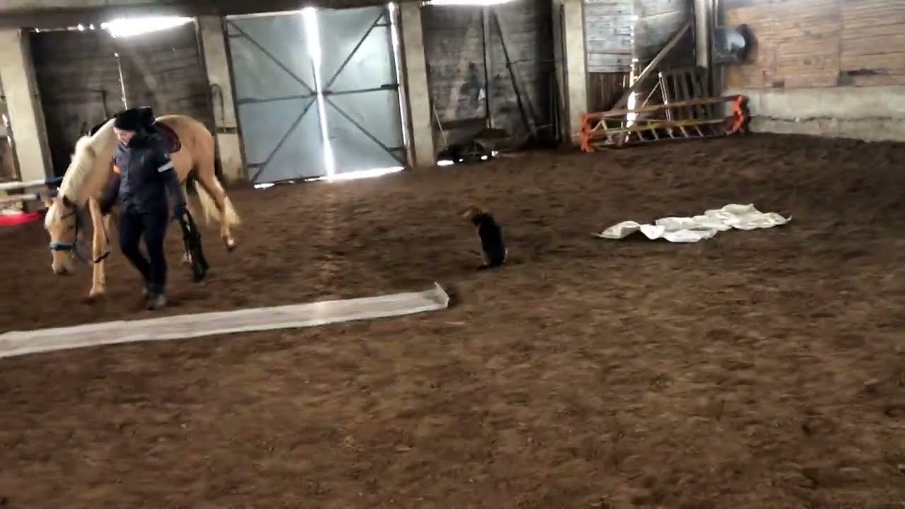 Fausta Kinská a práce na hale 🐎 Koberec ✻ Ubrus ✻ Pytle ✻  Koně práce ze země