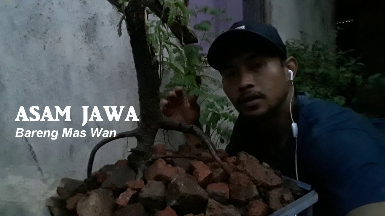 cara tanam asam jawa 