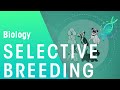 Selective Breeding | Evolution | Biologyl | FuseSchool