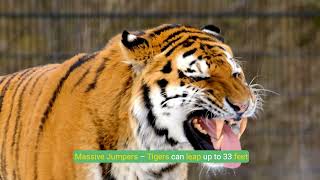 Interesting Facts About Tigers  Discover Their World